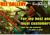 Free_gallery_12